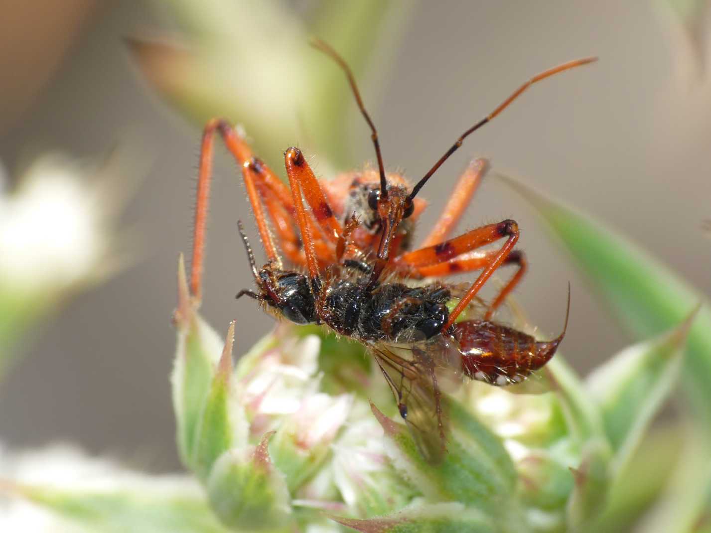 Poecilotiphia rousselii predata da Rhinocoris erythropus